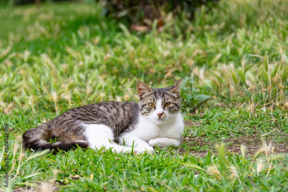 Striped tabby beautiful cat sits on the grass, look looking into the distance. Striped tabby beautiful cat sits on the grass, look looking into the distance.