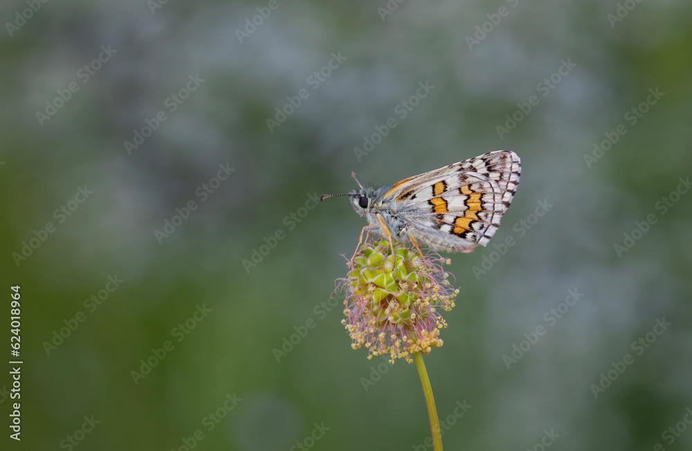 butterfly in yellow colors on dry weed, Yellow-banded Skipper, Pyrgus sidae butterfly in yellow colors on dry weed, Yellow-banded Skipper, Pyrgus sidae
