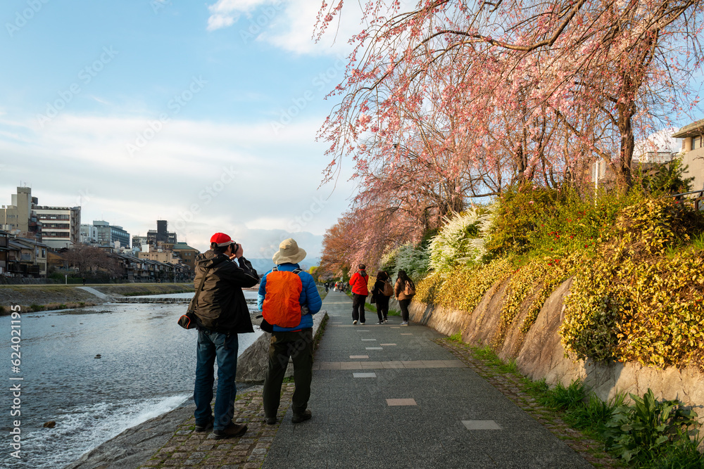 Obraz premium Tourists enjoying cherry blossom along Kamo River in Kyoto Prefecture. Japan.