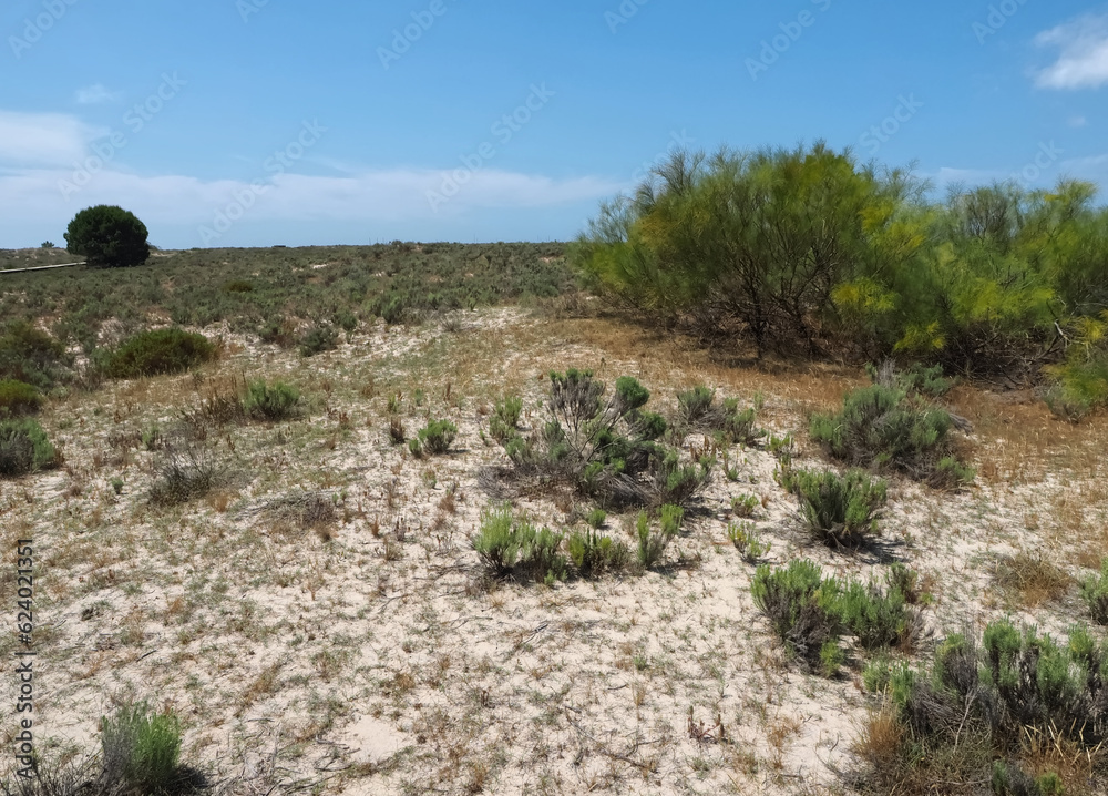 Beautiful nature with dunes and plants in Troia Peninsula Portugal