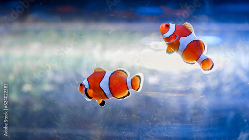 Closeup of two clownfishes swimming in fish tank. Abstract natural background or backdrop, aquarium life, diving underwater