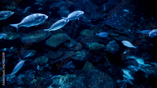 Big school of fishes swimming in cold ocean water between cliffs and rocks on sea bed. Abstract underwater background or backdrop