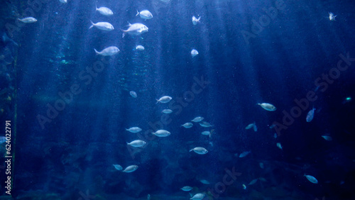 Sun shining through sea water surface on fishes swimming at ocean bottom. Abstract underwater background or backdrop