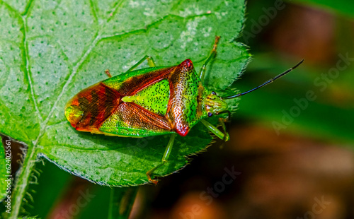 Acanthosoma haemorrhoidale aka Hawthorn shieldbug on a green leaf photo