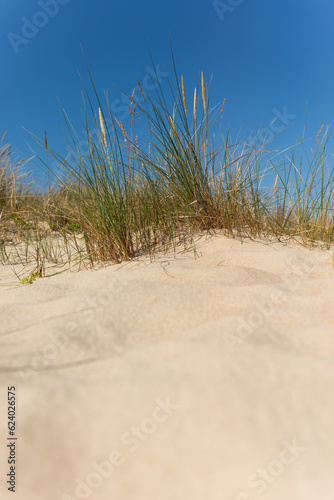 Sand dunes and grass over the Baltic Sea at sunny day. Beautiful summer landscape with sea view. Hel  Poland