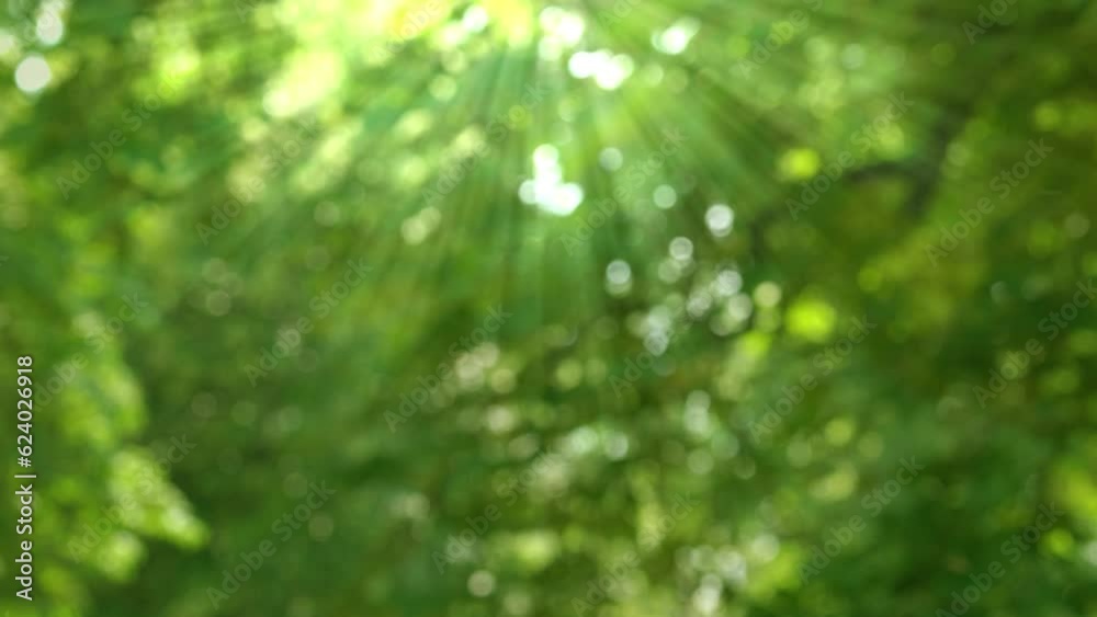 sun beams with bright defocused lights bokeh in a blurred spring forest, natural real springtime or summer background concept with green trees from below sun beams with bright defocused lights bokeh in a blurred spring forest, natural real springtime or summer background concept with green trees from below