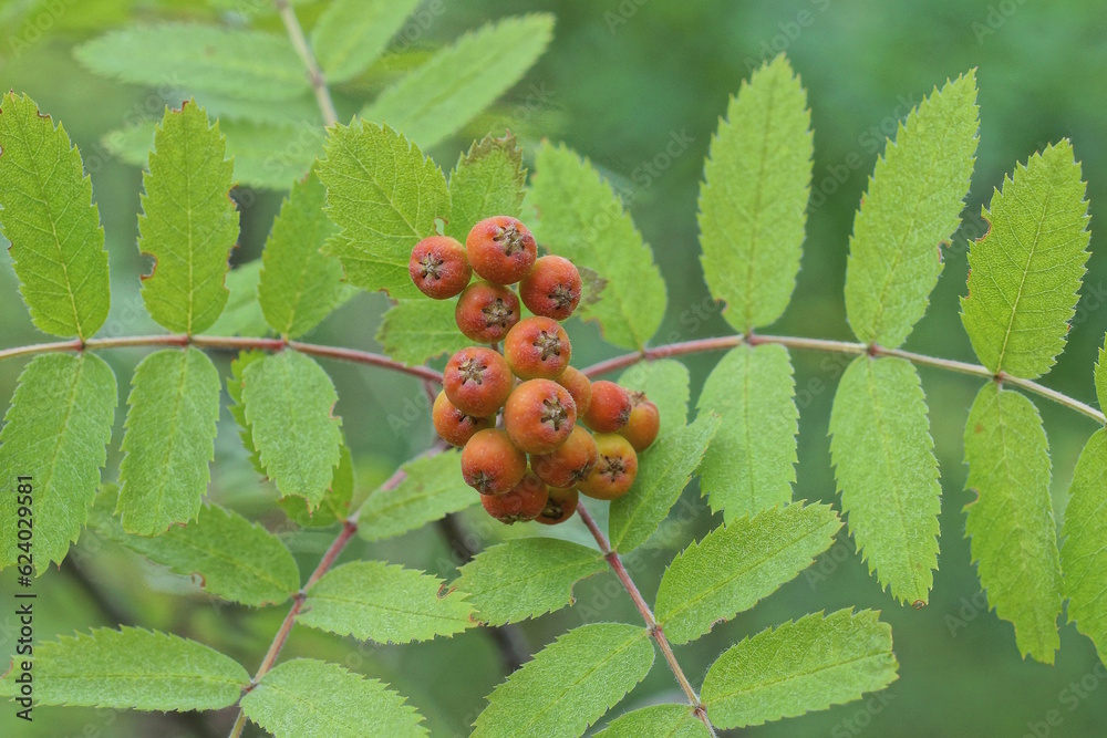 red rowan berries on a tree branch with green leaves in nature red rowan berries on a tree branch with green leaves in nature