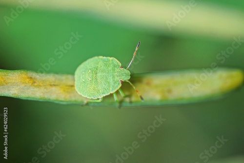 one small green beetle bug sits on a plant stem in summer nature