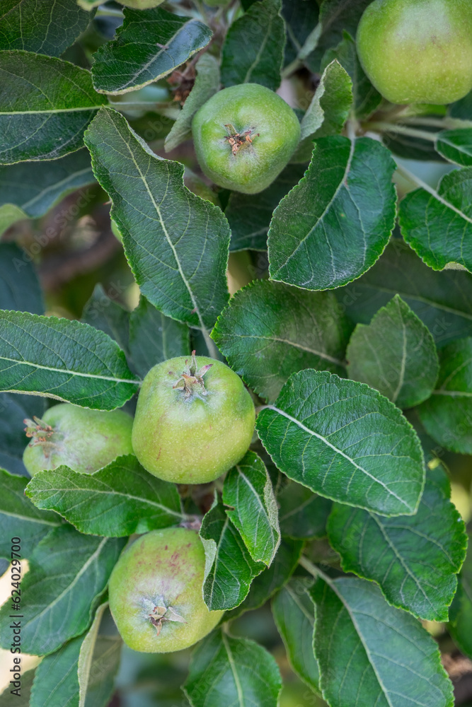 Manzanas en una plantación agrícola de Sudtirol Manzanas en una plantación agrícola de Sudtirol