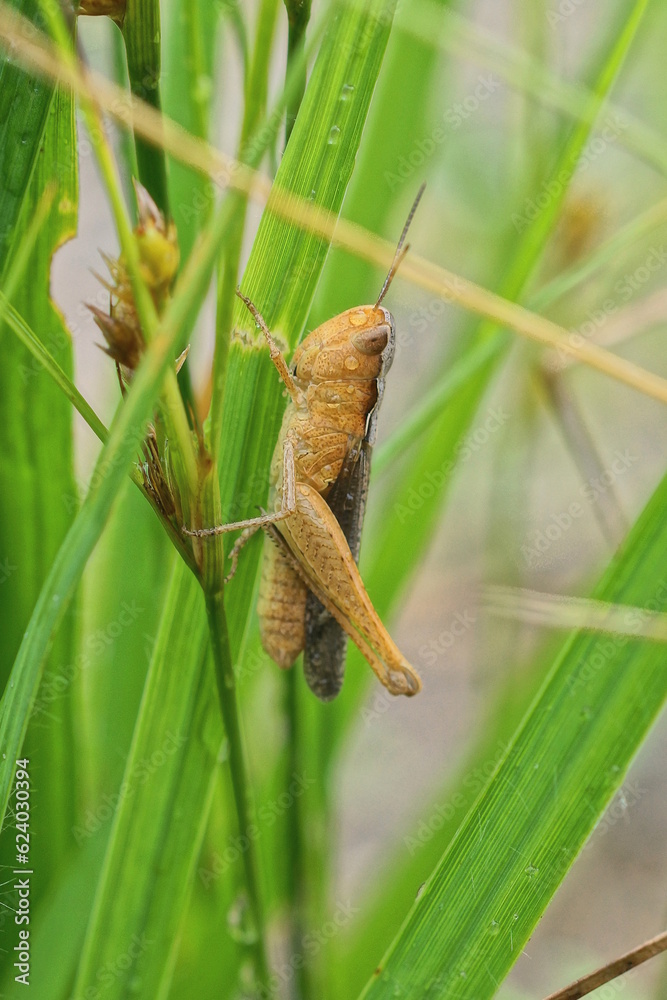 one small brown grasshopper in drops of water sits on green grass plants in nature in a summer park one small brown grasshopper in drops of water sits on green grass plants in nature in a summer park