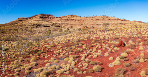 grass in the desert