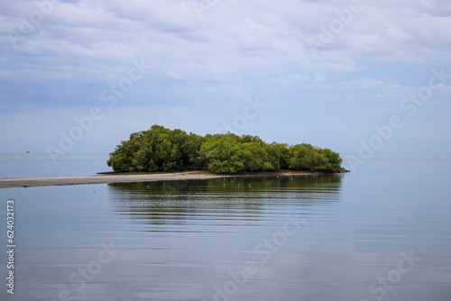 tree on the river