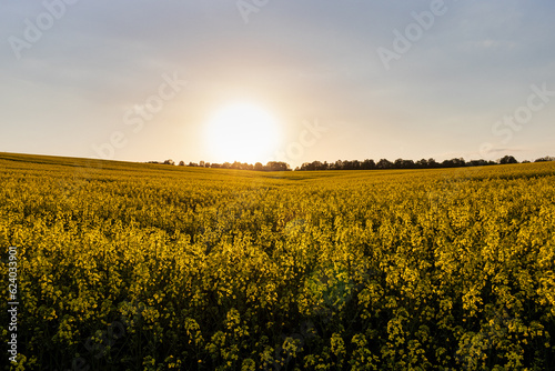 sunset over field. field of yellow rapeseed. field of yellow flowers