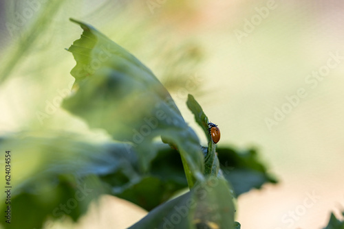 Ladybug hunting for aphids in a garden with nibbled leaf edges photo