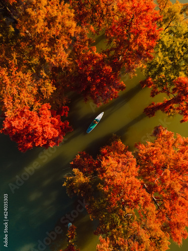 Traveller on stand up paddle board at the river with Taxodium trees in autumn. Aerial view photo