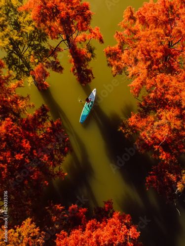 Taxodium trees in autumn on stand up paddle board at the lake. Aerial view