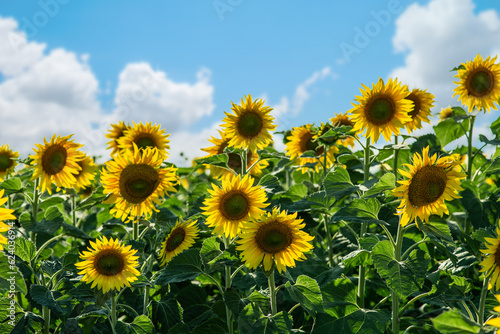 sunflowers in a field of a beautiful landscape  yellow sunflower flowers against the sky.