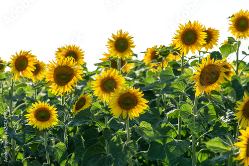 Close-up of a field with yellow flowers of sunflowers against the backdrop of a beautiful sky.