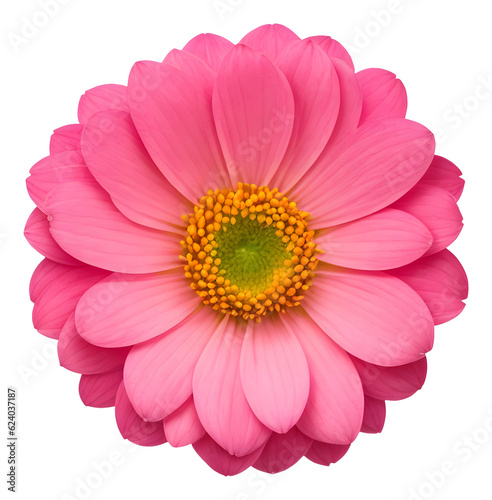 Print op canvas pink flower isolated on transparent background, extracted, png file