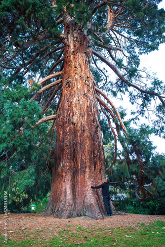 The Giant Redwood of Wanaka