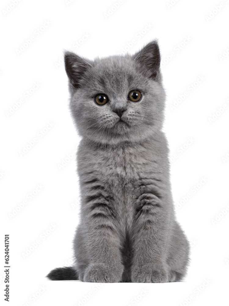 Cute blue British Shorthair kitten, sitting front view. Looking at camera with round brown eyes. Isolated cutout on transparent background..