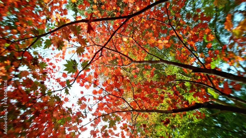 Super Slow Motion of Falling Autumn Acer Leaves. Ultimate Perspective, Leaves Falling Towards Camera. Filmed on High Speed Cinema Camera, 1000 fps. Super Slow Motion of Falling Autumn Acer Leaves. Ultimate Perspective, Leaves Falling Towards Camera. Filmed on High Speed Cinema Camera, 1000 fps.