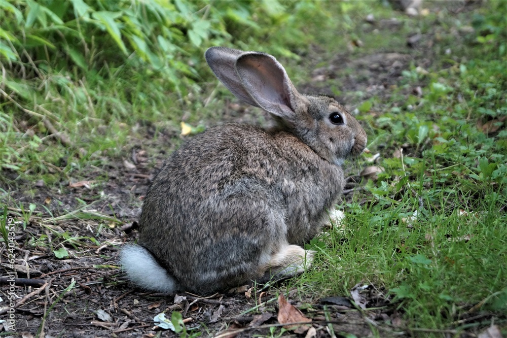 rabbit in the grass rabbit in the grass