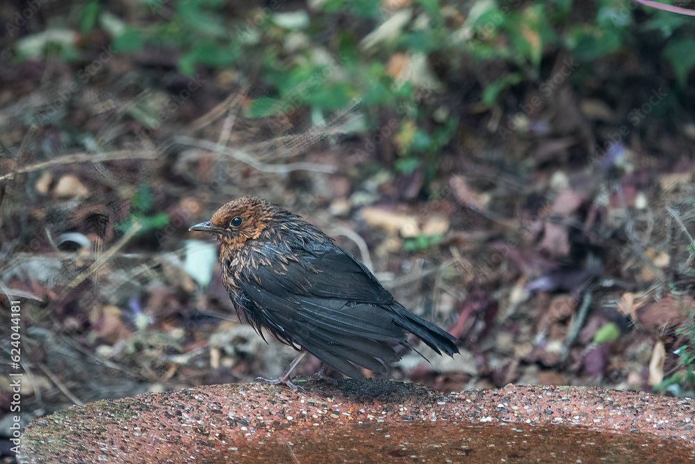 Young Blackbird with nest feathers on drinking bowl Young Blackbird with nest feathers on drinking bowl