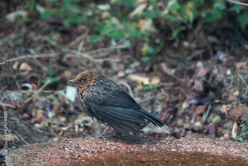 Young Blackbird with nest feathers on drinking bowl © Tineke Jongewaard