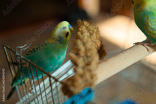 funny parrot.pet parrot.cute budgerigar.ornithology.love and care for animals.cage birds.funny birds.little bird.smart talking parrot.beautiful pet portrait.two parrots.parrot training and feeding.