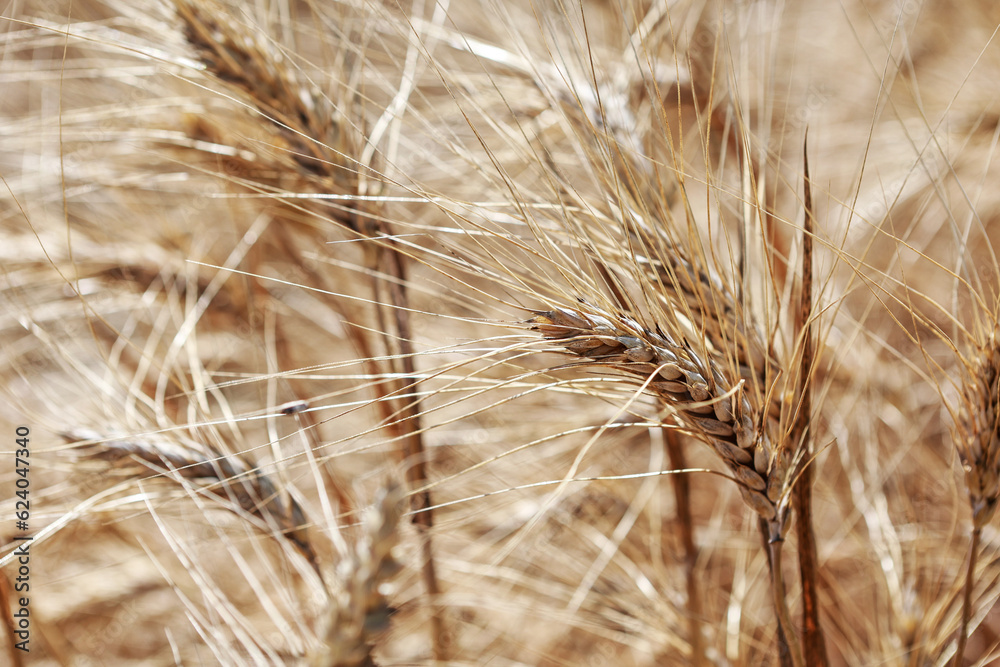 Detail with wheat in wheat field in summer. Detail with wheat in wheat field in summer.