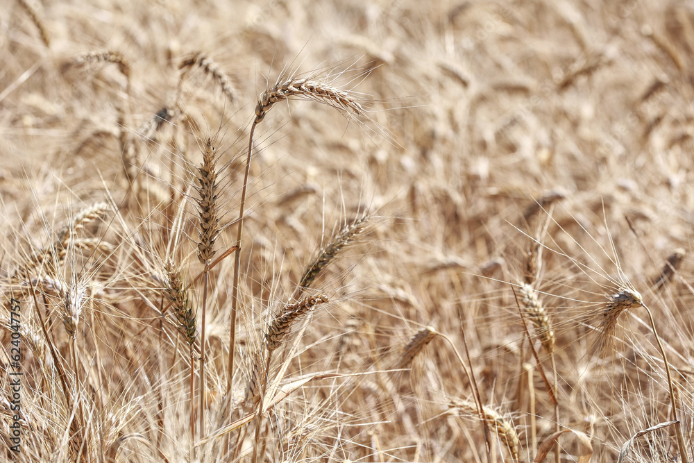 Detail with wheat in wheat field in summer. Detail with wheat in wheat field in summer.