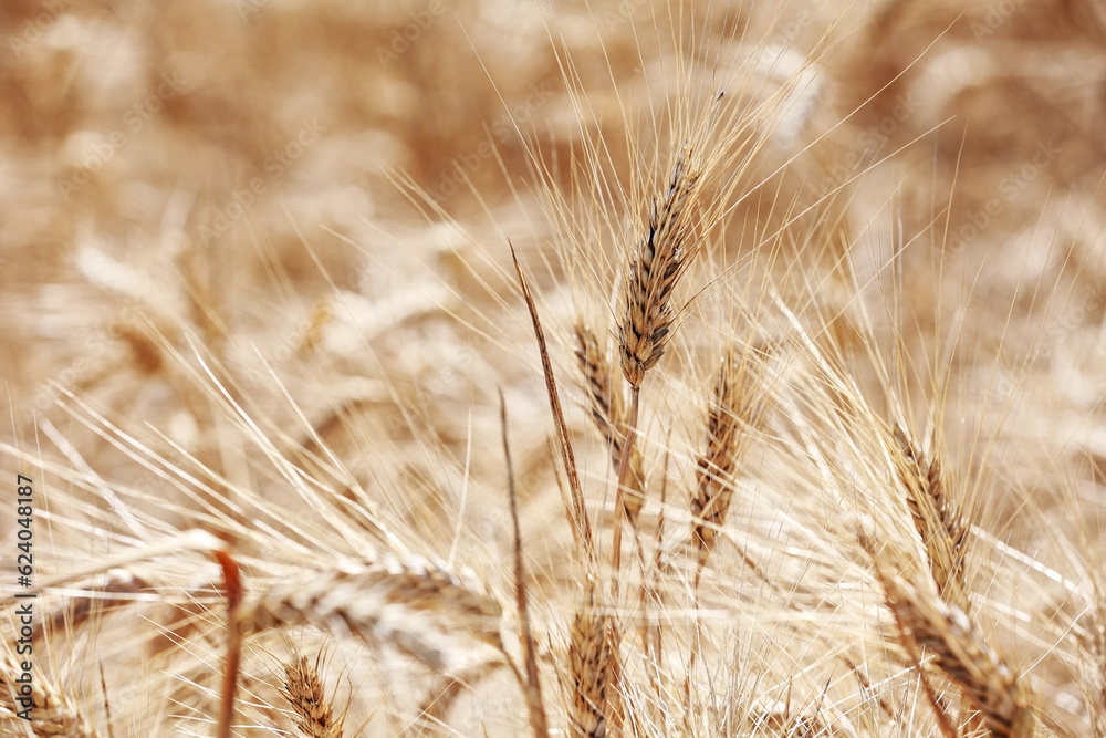 Detail with wheat in wheat field in summer.