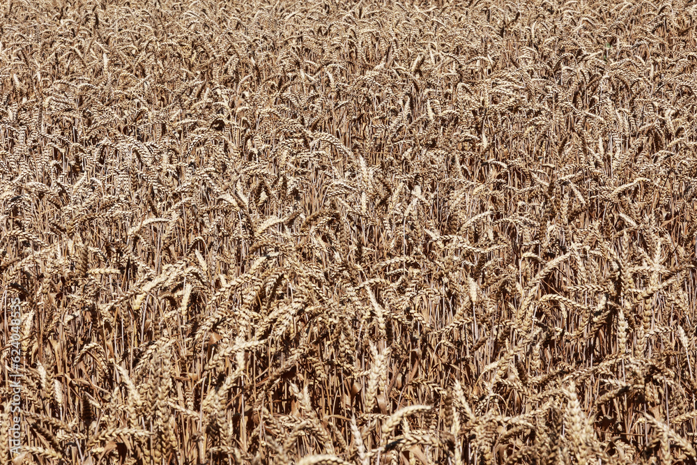 Detail with wheat in wheat field in summer. Detail with wheat in wheat field in summer.