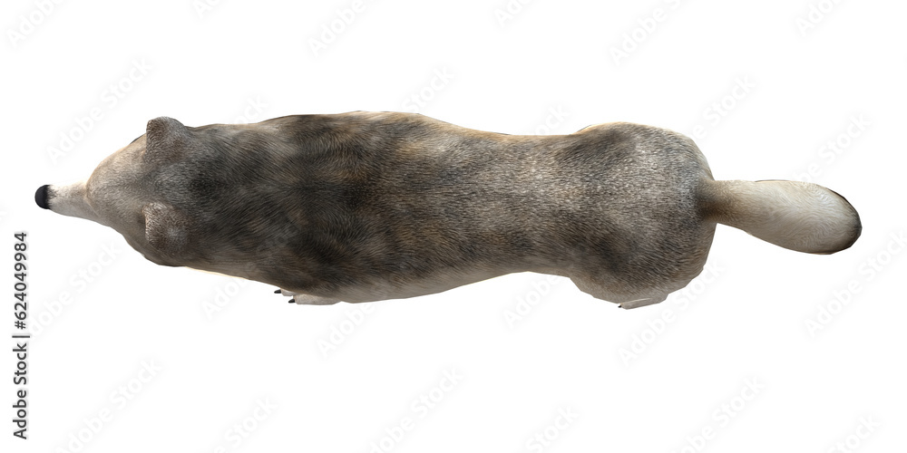 Wolf isolated on a Transparent Background Wolf isolated on a Transparent Background