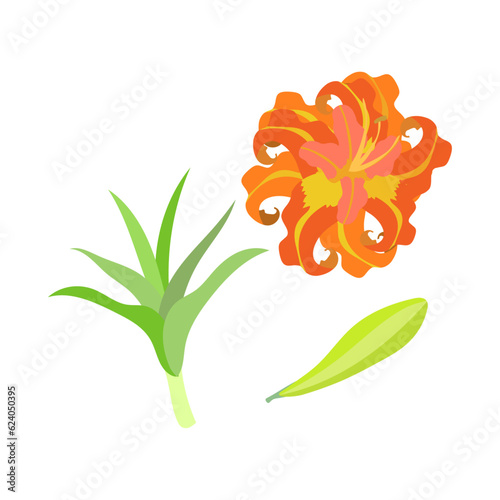 ヤブカンゾウ。フラットなベクターイラスト。
Orange daylily (tawny daylily, tiger daylily, ditch daylily). Flat designed vector illustration.