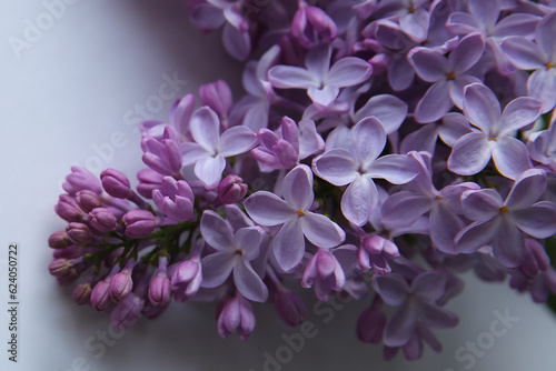 A branch of blossoming lilac (syringa) flowers. Lilac background. Lilac closeup.
