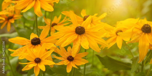 Yellow rudbeckia flowers in sunlight. Selective soft focus. Banner. Beautiful spring or summer background.