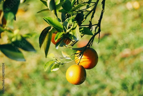 Orange on tree