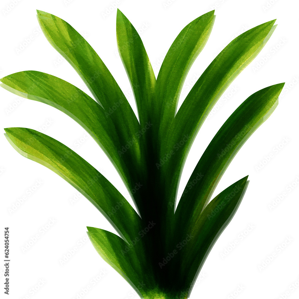 Obraz premium aloe vera plant isolated