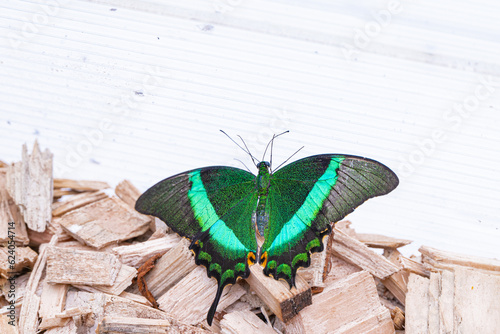 Photography A beautiful Budha Butterfly sits on wood chips in a warm summer sunny day