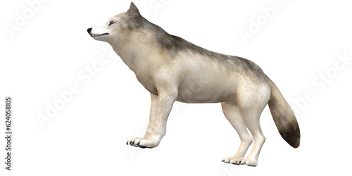 Wolf isolated on a Transparent Background