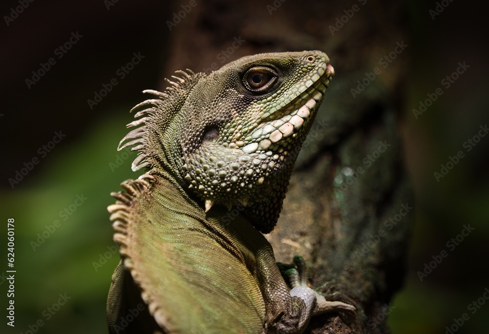 iguana on a tree iguana on a tree