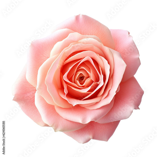 Beautiful pink rose isolated on transparent background