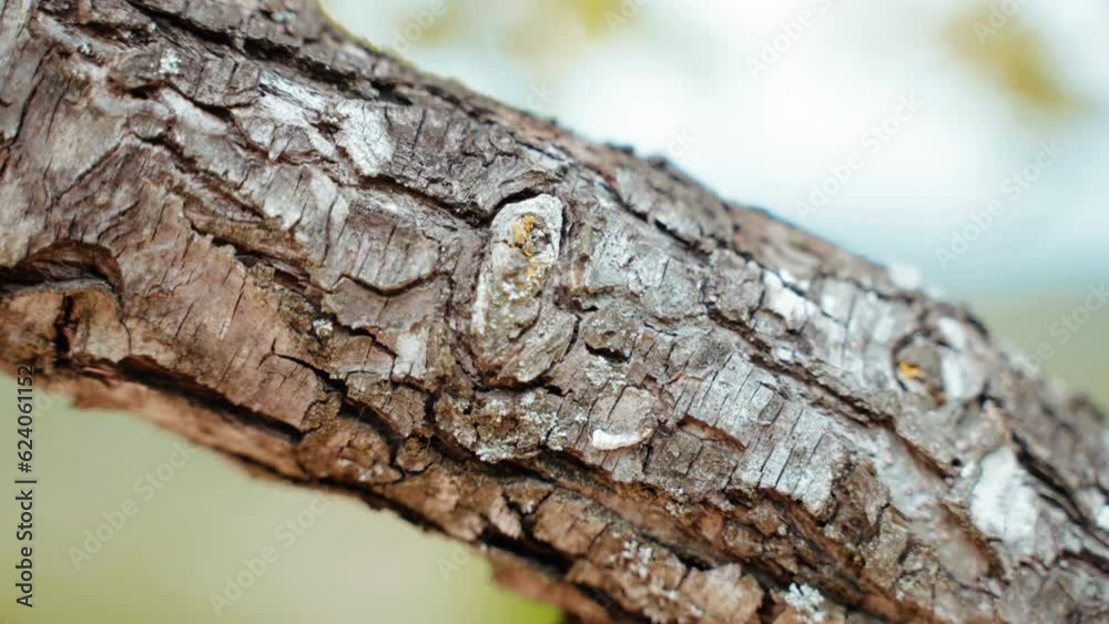 wildlife insects and parasites destructed and infected tree bark surface, toxic and poisonous organisms damaging flora ecosystem, concept of tree bark diseases wildlife insects and parasites destructed and infected tree bark surface, toxic and poisonous organisms damaging flora ecosystem, concept of tree bark diseases