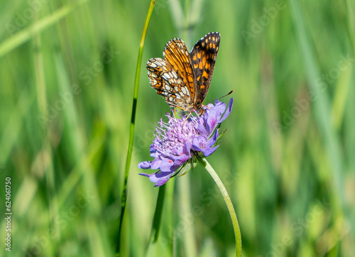 butterfly Queen of Spain Fritillary (Issoria lathonia) on a field scabious flower (Knautia arvensis) in the Swiss alps