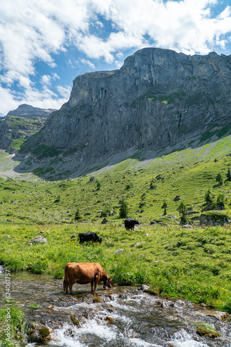 brown cow in the Swiss alps standing in a river surrounded by grass and mountains in the background