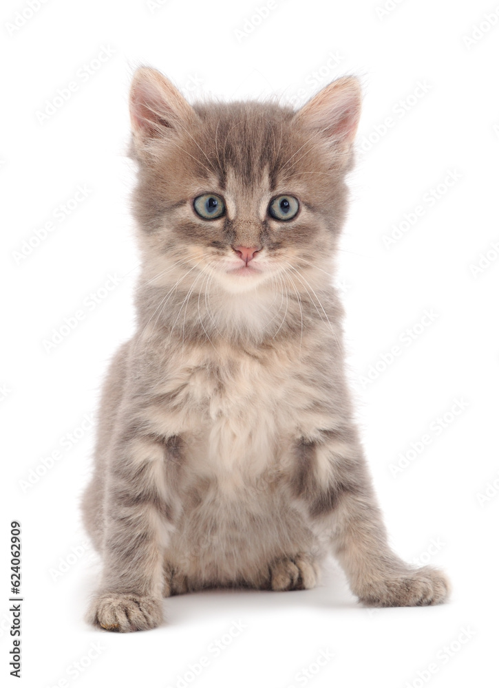 Small gray kitten. Small gray kitten.
