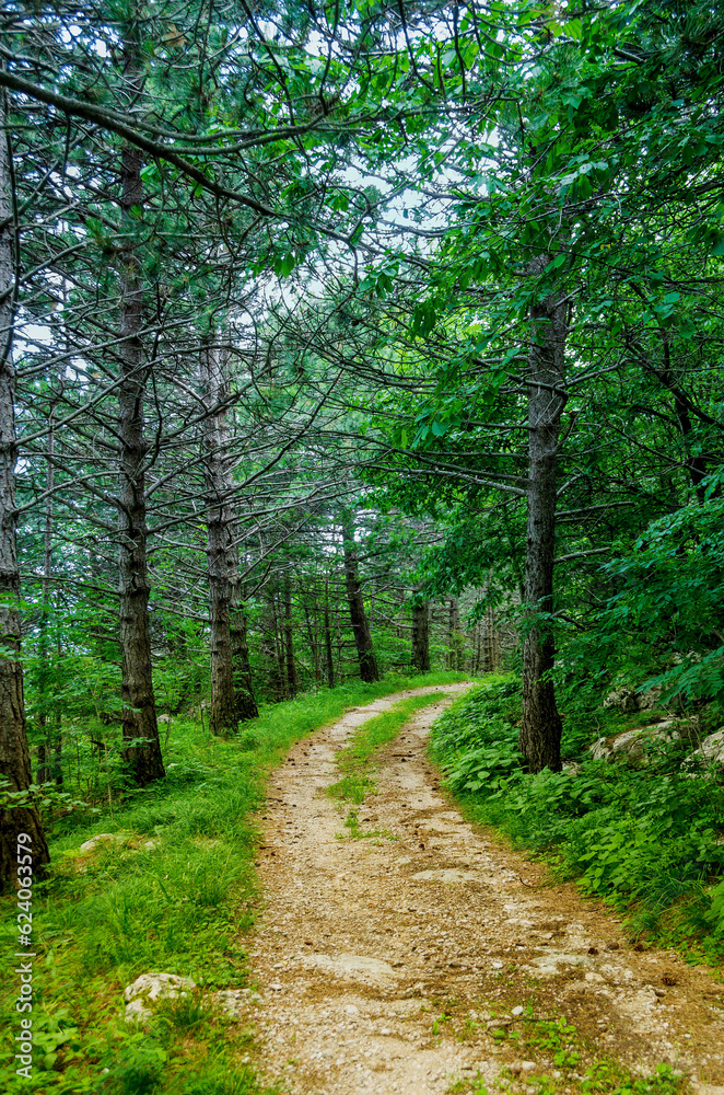 Fototapeta premium Winding trail in the forest.