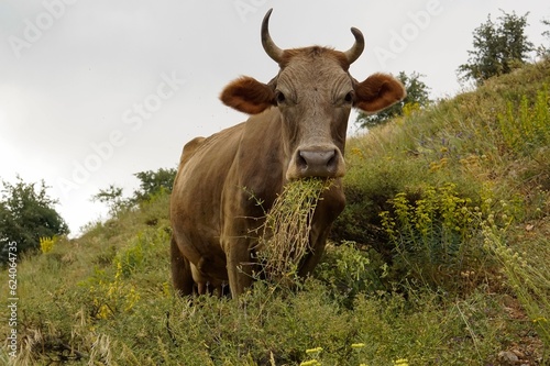 Fototapeta Naklejka Na Ścianę i Meble -  cow in the meadow